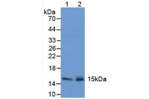 Figure. (Trefoil Factor 2 anticorps  (AA 25-127))