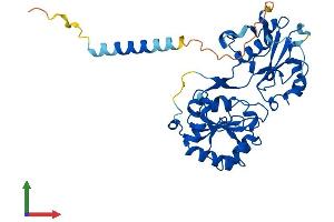 AlphaFold protein structure predicition of Human Recombinant FUT6 Protein, UniprotID P51993