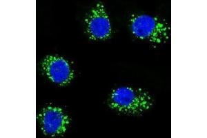 Immunofluorescence (IF) image for anti-Muscle, Skeletal, Receptor Tyrosine Kinase (MUSK) antibody (ABIN3003399) (MUSK anticorps)