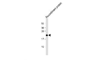 Western Blot at 1:2000 dilution + Recombinant human EPO protein Lysates/proteins at 20 ug per lane.