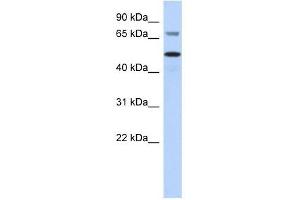 AKT2 antibody used at 0. (AKT2 anticorps  (Middle Region))