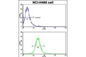 Flow cytometric analysis of NCI- cells using EphB2 Antibody (bottom histogram) compared to a negative control cell (top histogram).