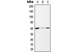 Western blot analysis of MAZ expression in MCF7 (A), Raw264. (MAZ anticorps  (Center))