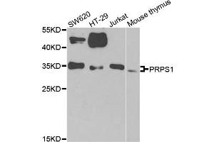 Western blot analysis of extracts of various cell lines, using PRPS1 antibody. (PRPS1 anticorps)
