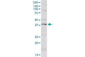 KCNN4 MaxPab rabbit polyclonal antibody.