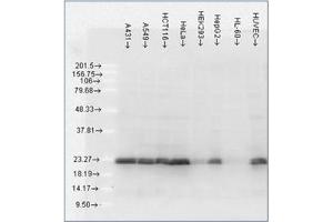 Western Blotting (WB) image for anti-Heat Shock 27kDa Protein 1 (HSPB1) antibody (ABIN452669) (HSP27 anticorps)