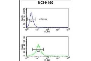 SDR Antibody (Center) (ABIN653890 and ABIN2843136) flow cytometric analysis of NCI- cells (bottom histogram) compared to a negative control cell (top histogram).