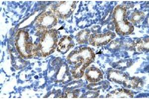 Immunohistochemical staining (Formalin-fixed paraffin-embedded sections) of human kidney with FIZ1 polyclonal antibody  at 4-8 ug/mL working concentration.