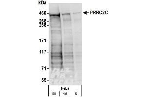 anti-Proline-Rich Coiled-Coil 2C (PRRC2C) (AA 2250-2300) antibody