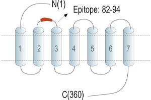 anti-Hydroxycarboxylic Acid Receptor 2 (HCAR2) (AA 82-94), (Extracellular), (Loop 1) antibody