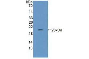 Detection of Recombinant GABPa, Human using Polyclonal Antibody to GA Binding Protein Transcription Factor Alpha (GABPa) (GABPA anticorps  (AA 168-314))