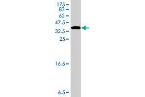 Western Blot detection against Immunogen (35.