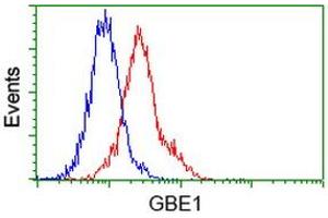 Image no. 6 for anti-Glucan (1,4-alpha-), Branching Enzyme 1 (GBE1) antibody (ABIN1498396)