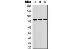 Western blot analysis of SGK1/2 (pT256/253) expression in HEK293T (A), Jurkat (B), NIH3T3 (C) whole cell lysates.