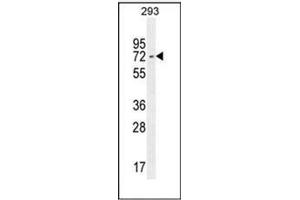 Western blot analysis of IRF2BP2 Antibody (Center) in 293 cell line lysates (35ug/lane).