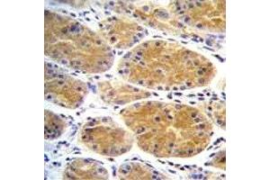AARS2 antibody immunohistochemistry analysis in formalin fixed and paraffin embedded human stomach tissue. (AARS2 anticorps  (AA 366-394))