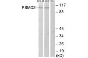 Western blot analysis of extracts from COLO205/293 cells, using PSMD2 Antibody.