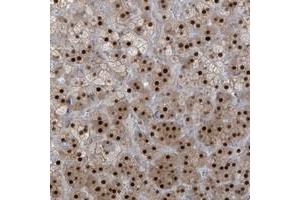 Immunohistochemical staining of human adrenal gland with ZCWPW2 polyclonal antibody  shows strong nuclear positivity in cortical cells. (ZCWPW2 anticorps)