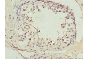 Immunohistochemistry of paraffin-embedded human testis tissue using ABIN7165116 at dilution of 1:100 (ATOH7 anticorps  (AA 47-152))