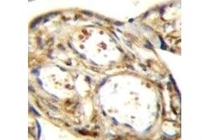 DLK antibody immunohistochemistry analysis in formalin fixed and paraffin embedded human placenta tissue.