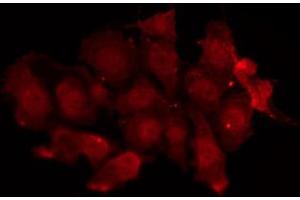 ABIN6269139 staining 293 by IF/ICC. (Src anticorps)