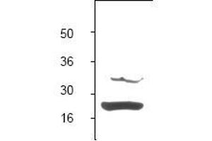 Image no. 1 for anti-BCL2-Associated X Protein (BAX) (N-Term) antibody (ABIN126979) (BAX anticorps  (N-Term))