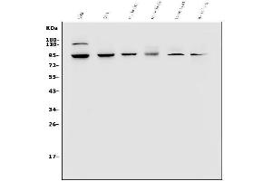 Western blot analysis of VRL1/TRPV2 using anti-VRL1/TRPV2 antibody (ABIN7602328).