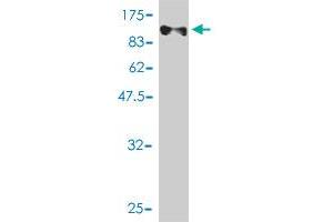 Western Blot detection against Immunogen (72.