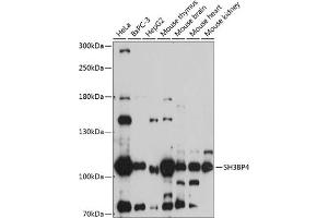 Western blot analysis of extracts of various cell lines, using SH3BP4 antibody (ABIN7270278) at 1:1000 dilution.