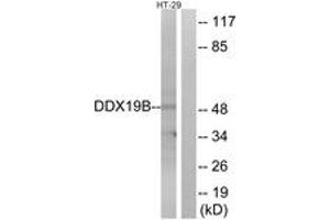 Western blot analysis of extracts from HT-29 cells, using DDX19B Antibody. (DDX19B anticorps  (AA 1-50))