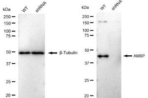 anti-alpha 1 Microglobulin/bikunin precursor (AMBP) antibody