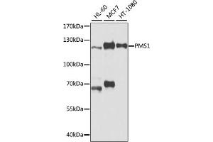 Western blot analysis of extracts of various cell lines, using PMS1 antibody (ABIN3023147, ABIN3023148, ABIN3023149 and ABIN6219412) at 1:1000 dilution. (PMS1 anticorps  (AA 405-619))