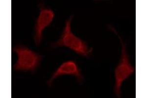 ABIN6276094 staining HeLa by IF/ICC. (OR52W1 anticorps  (Internal Region))