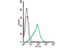 Cell surface detection of GPR174 by direct flow cytometry in live intact mouse cell lymphoma cells: + Rabbit IgG Isotype Control-FITC (ABIN7582044).