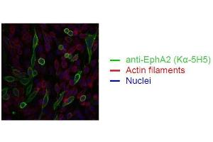 Spectral Confocal Microscopy of CHO cells using Kα-5H5.