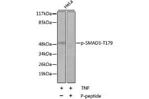 Western blot analysis of extracts of HeLa cell line using Phospho-SMAD3(T179) Polyclonal Antibody. (SMAD3 anticorps  (pThr179))