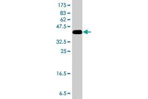 Western Blot detection against Immunogen (38.