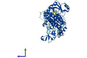 AlphaFold protein structure predicition of Mouse Recombinant Papss2 Protein, UniprotID O88428