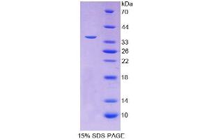 SDS-PAGE (SDS) image for Follistatin-Like 1 (FSTL1) (AA 21-308) protein (His tag) (ABIN1878766)