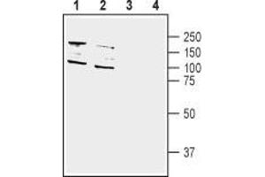 Western blot analysis of human SH-SY5Y neuroblastoma (lane 1 and 3) and human HT-29 colon adenocarcinoma (lanes 2 and 4) cell line lysate: - 1,2. (DPP10 anticorps  (C-Term, Extracellular))