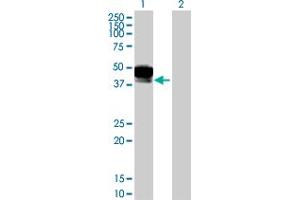 Western Blot analysis of DCN expression in transfected 293T cell line by DCN MaxPab polyclonal antibody. (Decorin anticorps  (AA 1-359))