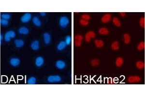 Immunofluorescence analysis of 293T cells using Dimethyl-Histone H3-K4 antibody (ABIN5969803). (Histone 3 anticorps  (H3K4me2))