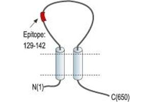 Representative domain view of the target of ABIN7043636.