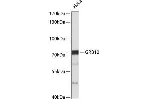 Western blot analysis of extracts of HeLa cells, using GRB10 antibody (ABIN3015267, ABIN3015268, ABIN5663731 and ABIN6213912) at 1:1000 dilution. (GRB10 anticorps  (AA 1-100))