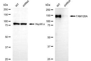 Western blotting analysis using FAM120A antibody (ABIN7798558). (FAM120A anticorps)