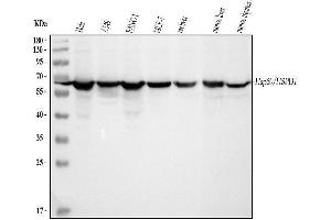 Western blot analysis of Hsp60 using anti-Hsp60 antibody (ABIN3043854). (HSPD1 anticorps  (AA 260-496))