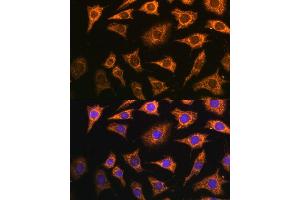 Immunofluorescence analysis of L929 cells using PDH Polyclonal Antibody (ABIN7269770) at dilution of 1:100 (40x lens). (PDHA2 anticorps  (AA 230-391))