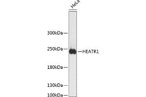 Western blot analysis of extracts of HeLa cells, using HE antibody  at 1:3000 dilution. (HEATR1 anticorps  (AA 1-120))