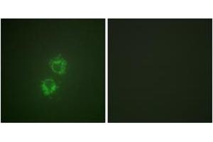 Immunofluorescence analysis of HeLa cells, using 14-3-3 thet/tau (Phospho-Ser232) Antibody. (14-3-3 theta anticorps  (pSer232))