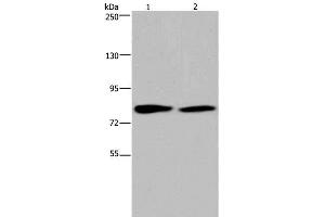 Western Blot analysis of K562 and 293T cell using TXLNA Polyclonal Antibody at dilution of 1:350 (alpha Taxilin anticorps)